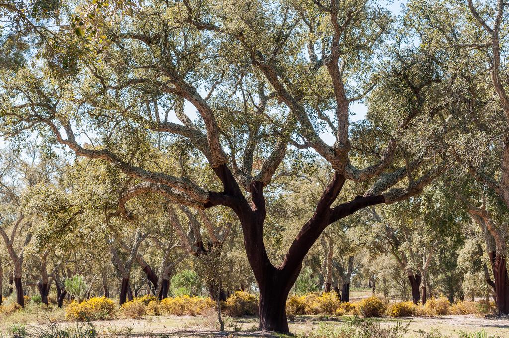 Cork oak HL8, the tree used for genome sequencing